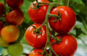 vetem_nyes_paradicsom