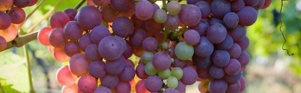 assignable_category_219_hu